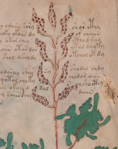 Pàgina il·lustrada del Manuscrit Voynich amb símbols i dibuixos enigmàtics